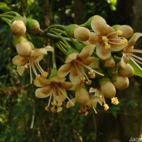 Ceiba pentandra (L.) Gaertn.